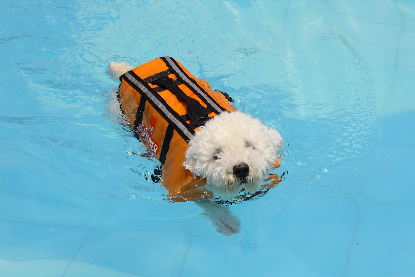dog swimming 