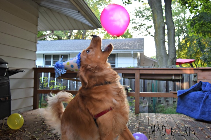 balloon dog