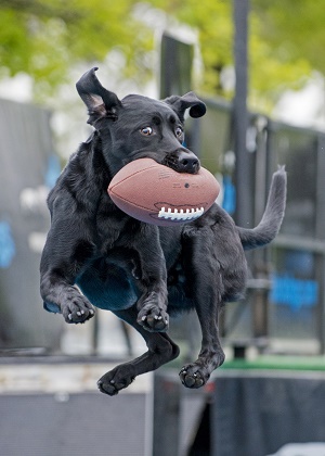 BlogPaws News Bite: Dogs As Football Mascots