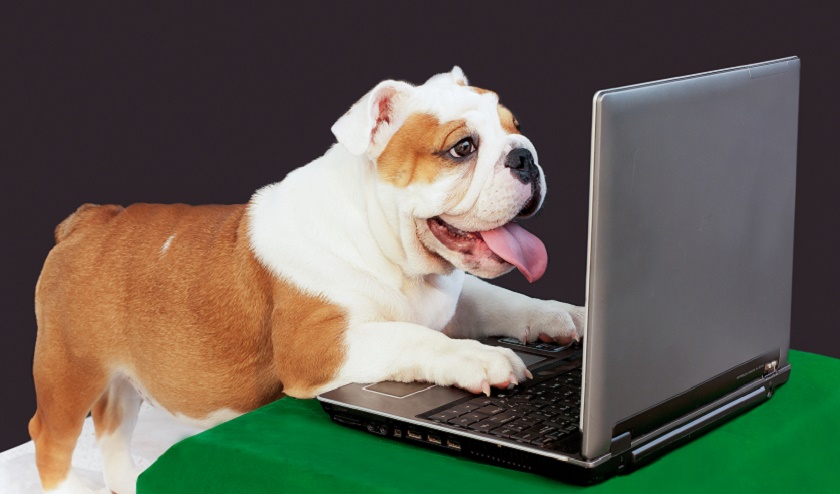 Build Relationships, Get Pet Blog Traffic