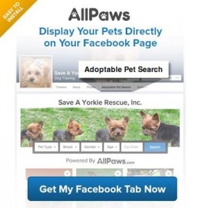 AllPaws FB tab