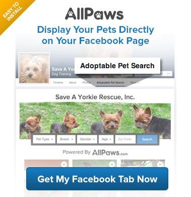 AllPaws’ Facebook Tab Connects Shelters With Adopters