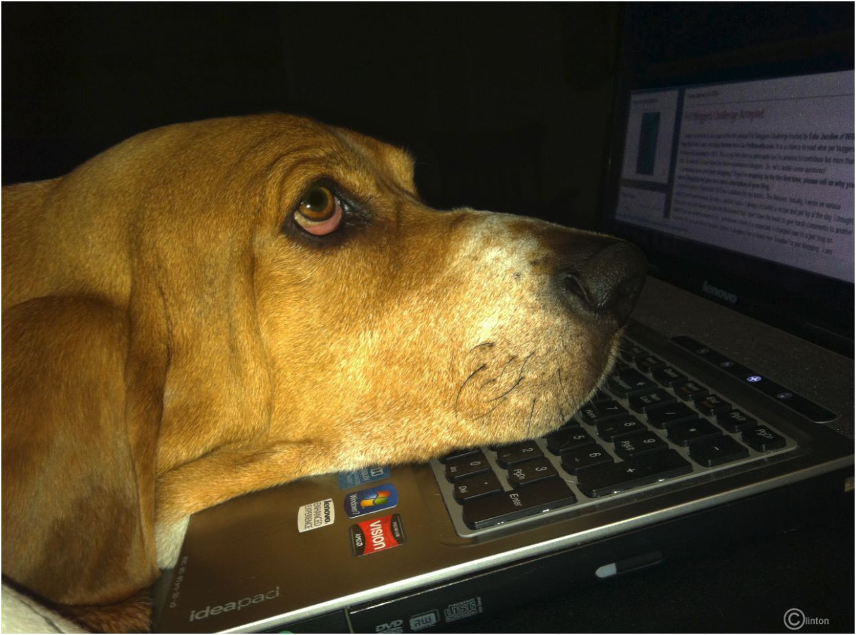 Wordless Wednesday: Pets Who Type