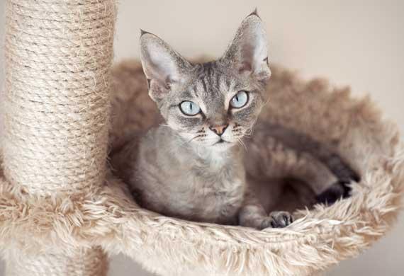 BlogPaws News Bite: Hypoallergenic Cats? Yes! #BPpetMD