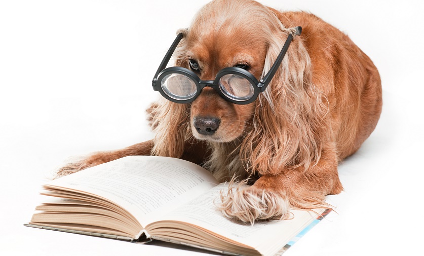 #PetBloggerMonth: How To Be Fetching To A Publisher