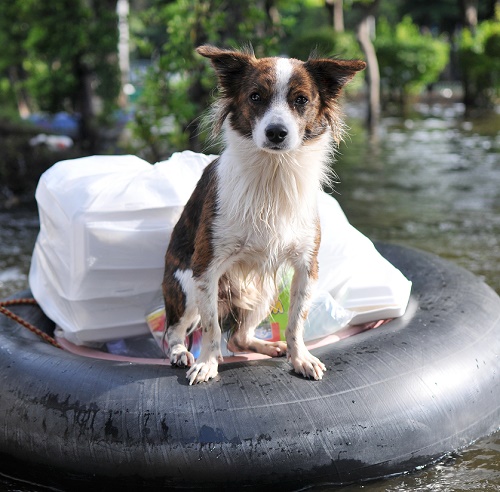 Preparing Your Pet For Weather Emergencies