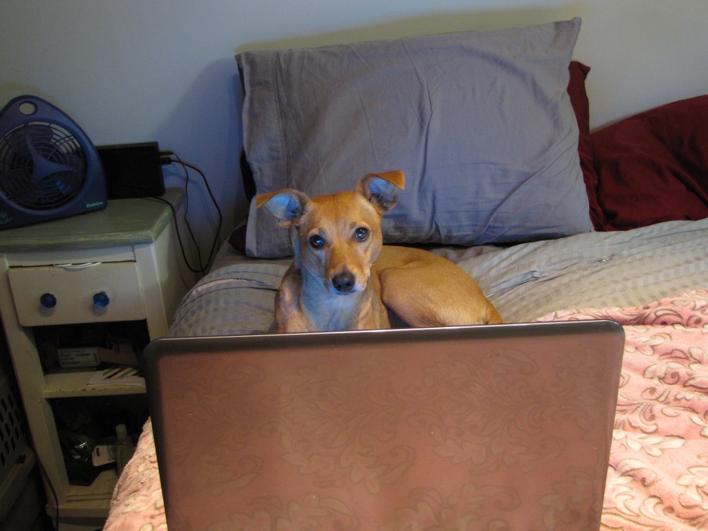 dog computer