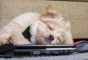 dog tech