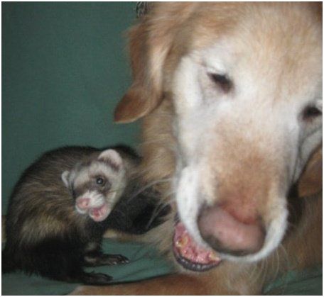 Wordless Wednesday Blog Hop: Ferrets and Dogs