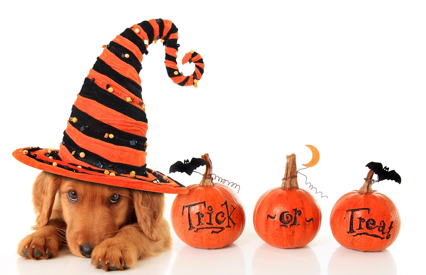 Harness The Power Of Halloween For Your Pet Blog