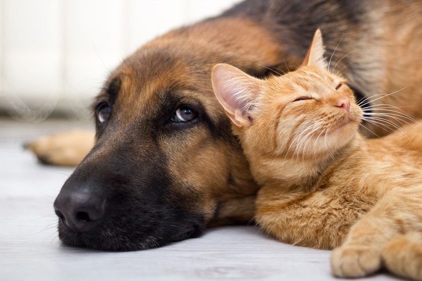 #BlogPawsChat: 5 Signs Of Pet Wellness