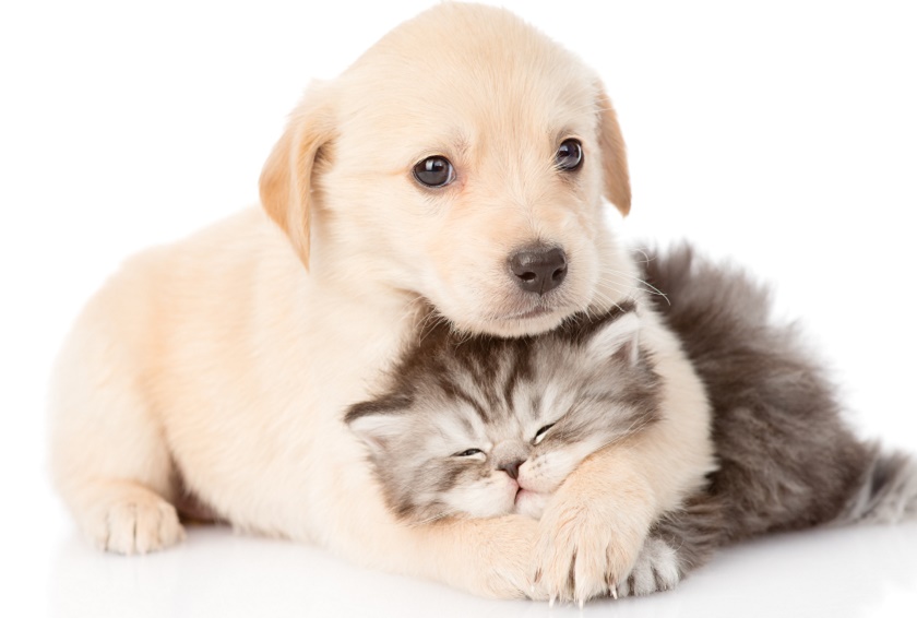puppy and kitten 