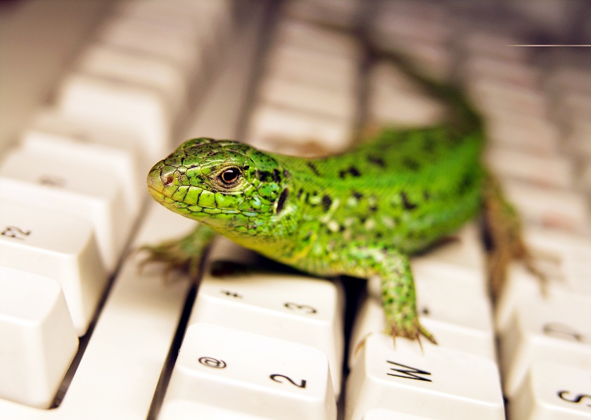 lizard on computer 