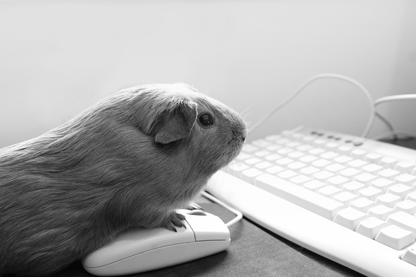 guinea pig on computer 