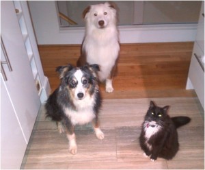 cute dogs