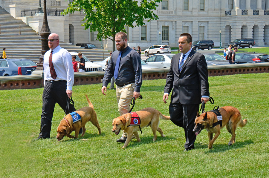 American Humane Association and BlogPaws Salute Veterans