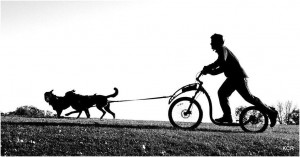 biking dog