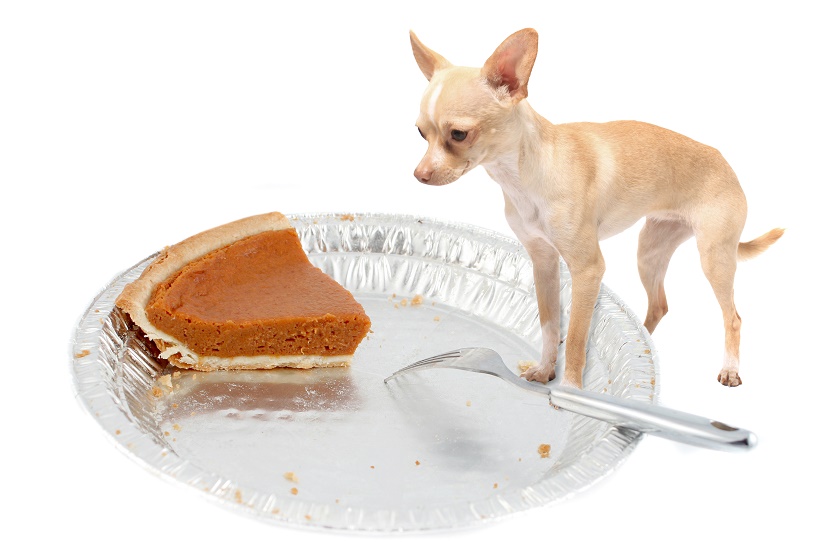 Thanksgiving Treats For Your Pets