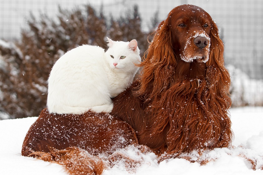 cat and dog in snow