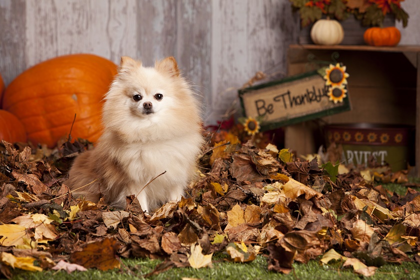 Thanksgiving Pet Safety Tips #BPpetMD