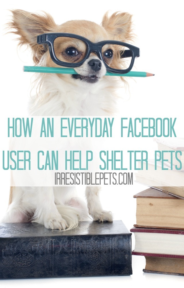 Use Facebook To Help Shelter Pets