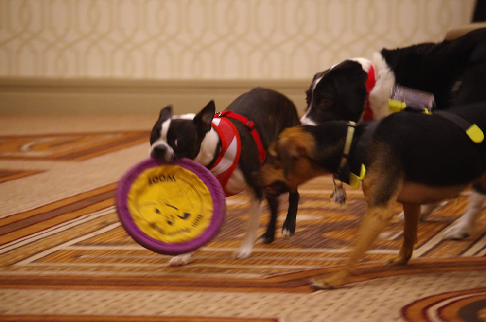 Dogs at Play BlogPaws