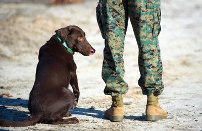 Canine Companion Helps #Iraq Vet
