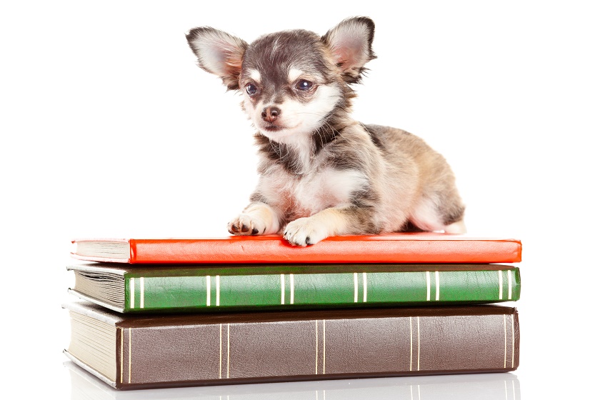What Are BlogPaws Ambassadors & Team Members Reading?