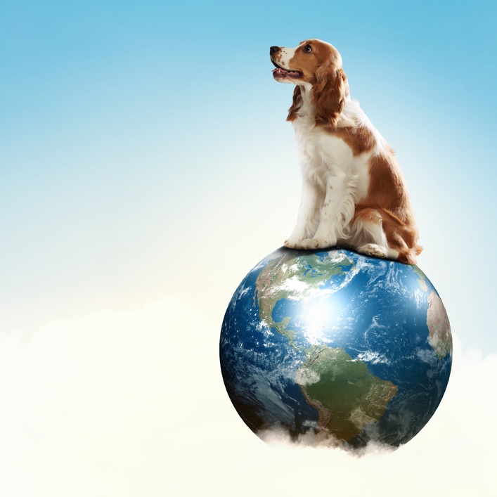 How Pet Owners Can Be More Environmentally Friendly
