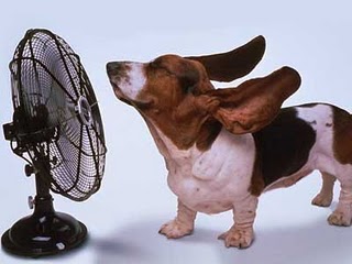 Keep Your Pets Cool This Summer