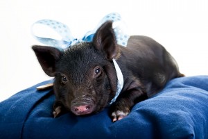 pot belly pig