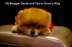 blogger trends