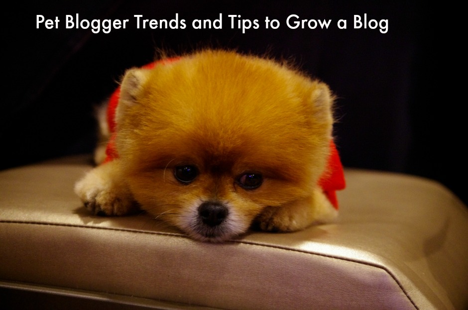 Pet Blogger Trends and Tips to Grow a Blog