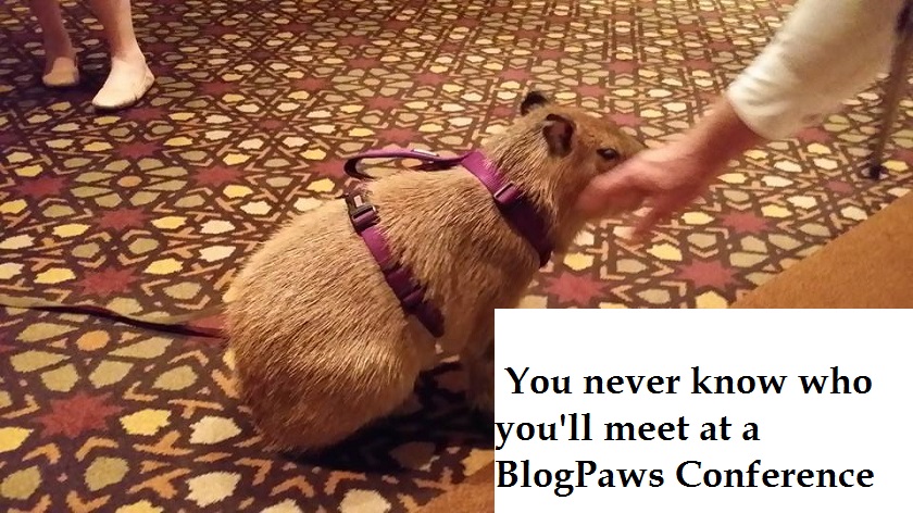 Packing For The BlogPaws 2015 Conference