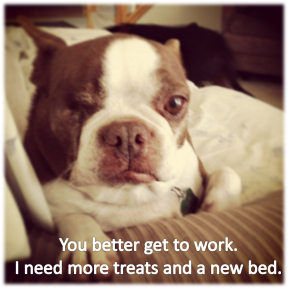 Get to work. Olive needs a new bed.