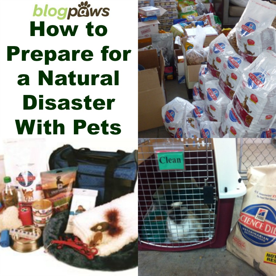 How to Prepare for a Natural Disaster With Pets