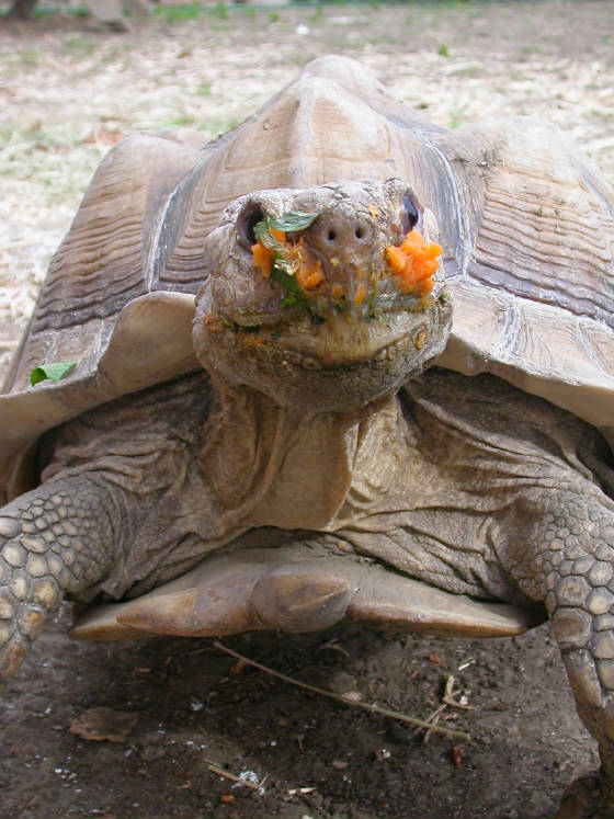 Celebrate World Turtle Day