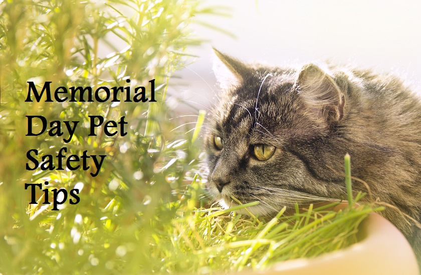 memorial day safety pets