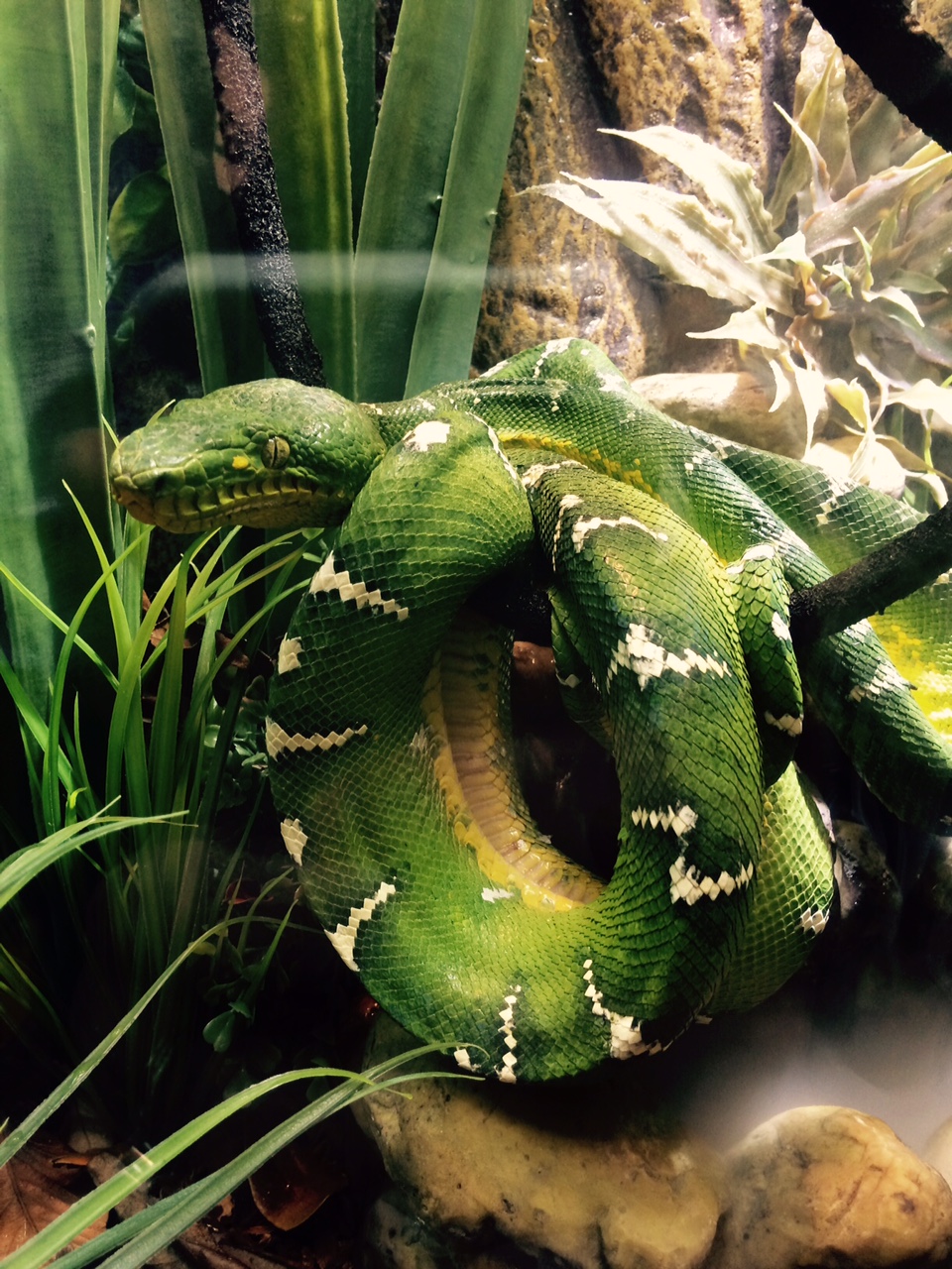 It’s Reptile Mega Month. Join #BlogPawsChat To Learn All About Reptiles!