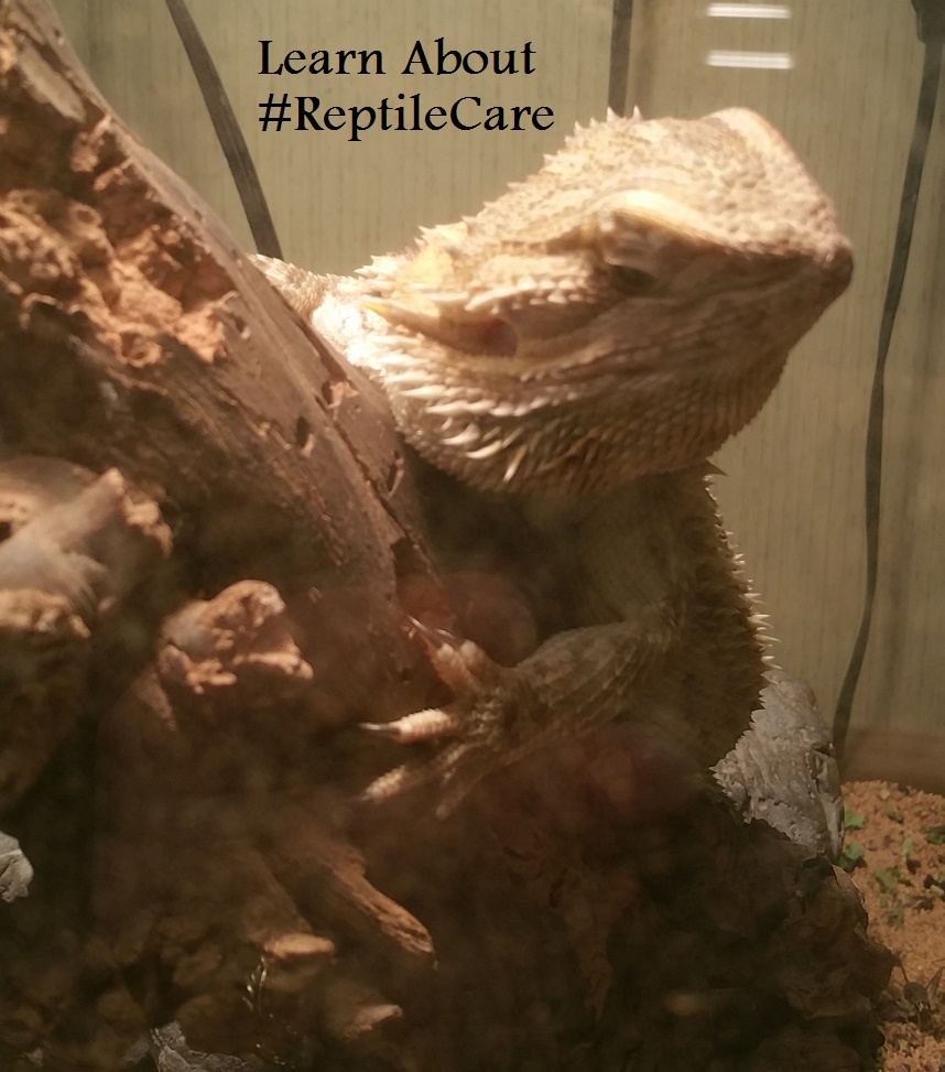 Consider A Reptile For A Pet