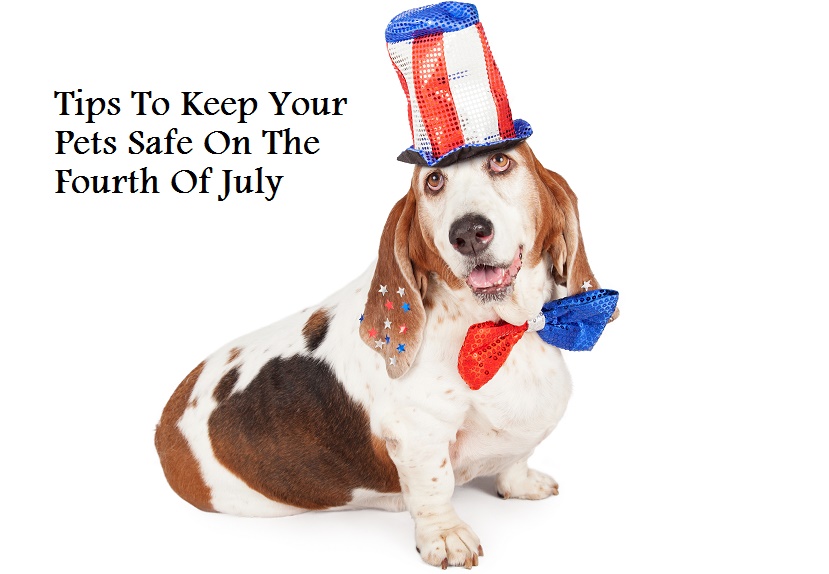 July 4th Pet Safety Tips #petMD