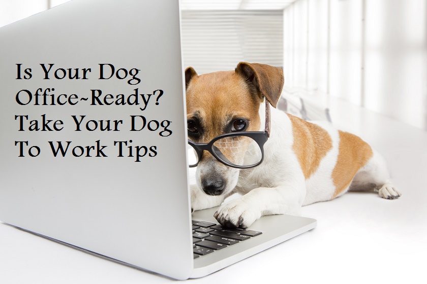 Take Your Dog To Work Day (Etiquette Tips For You & Your Pet)