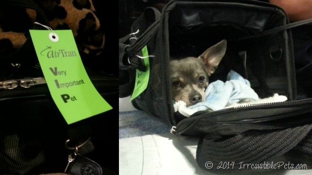 tips for air travel with your small dog