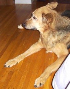 My pup Carmel Shepard Lab Mutt