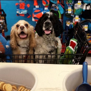 Cute dogs shopping at PetSmart