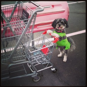 Cute dog shopping