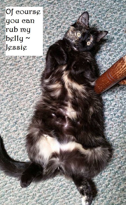 jessie belly
