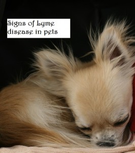 Lyme disease symptoms in your pet