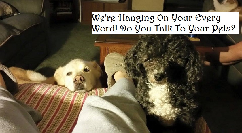 Talking To My Dog