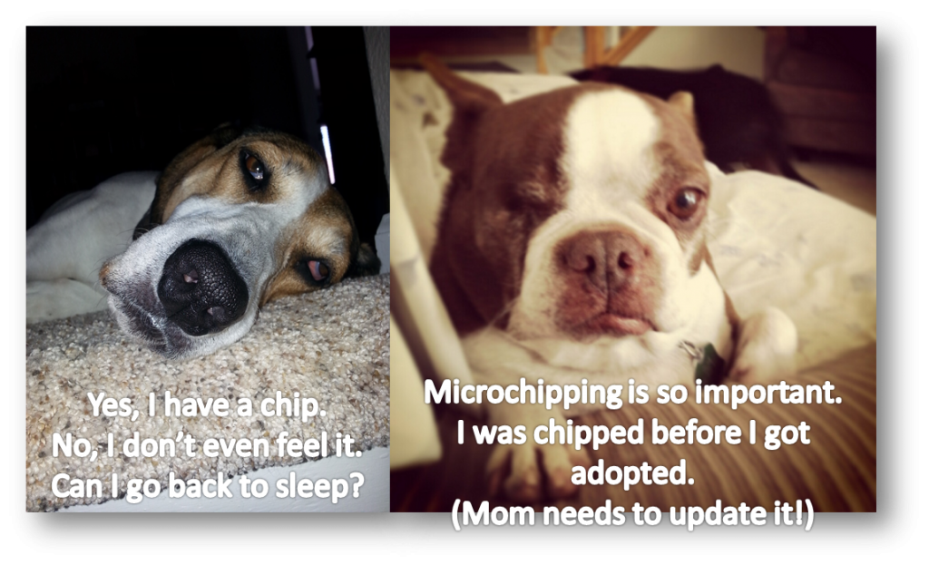 Microchipping